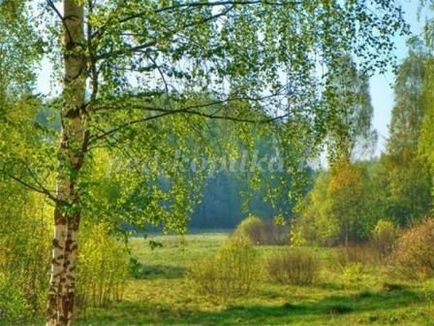 Scenariul unui eveniment de mediu cu o prezentare pentru elevii din clasele 5-6, natura este casa noastră