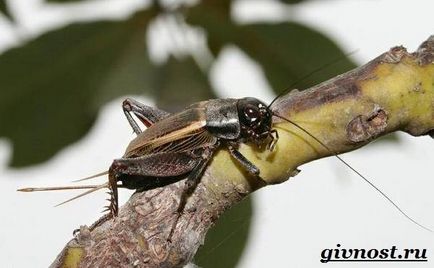 Insecte de cricket