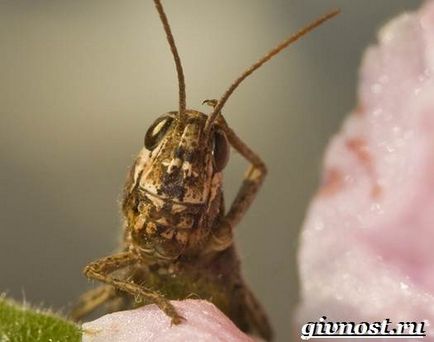 Insecte de cricket