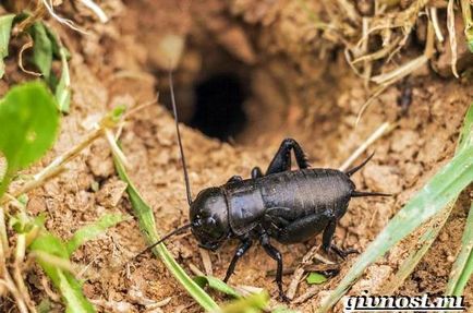 Insecte de cricket