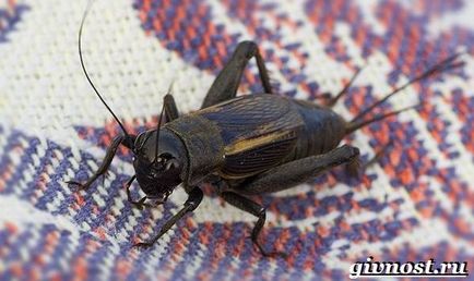 Insecte de cricket