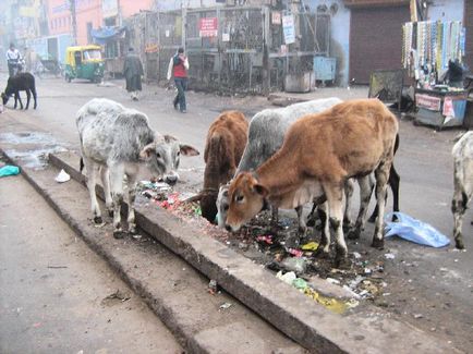 Vagabondii sacrificiali ca vacile fără adăpost au devenit o problemă în India - știri în fotografii