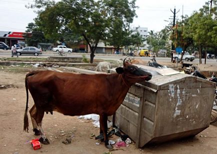 Vagabondii sacrificiali ca vacile fără adăpost au devenit o problemă în India - știri în fotografii