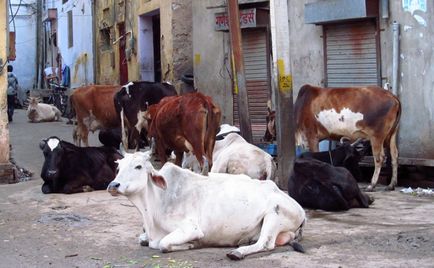 Священні бродяги як бездомні корови стали проблемою в індії - новини в фотографіях