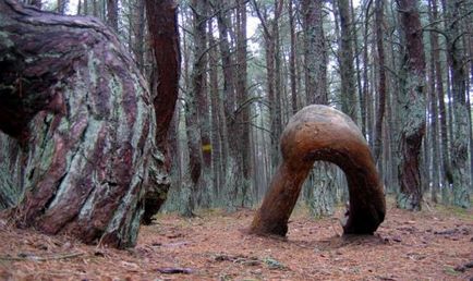 Dancing forest fotografie, hartă