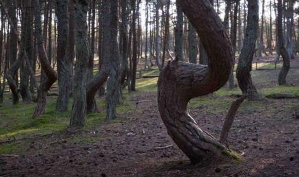 Dancing forest fotografie, hartă