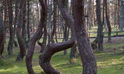 Dancing forest fotografie, hartă