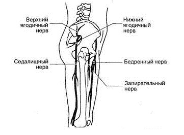 Тазостегновий суглоб - анатомія людини