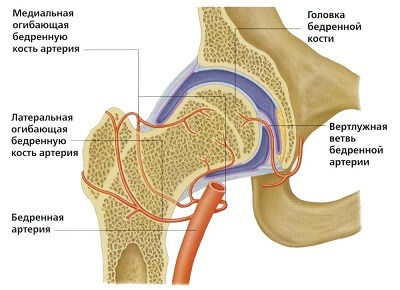 Șold articulație - anatomie umană