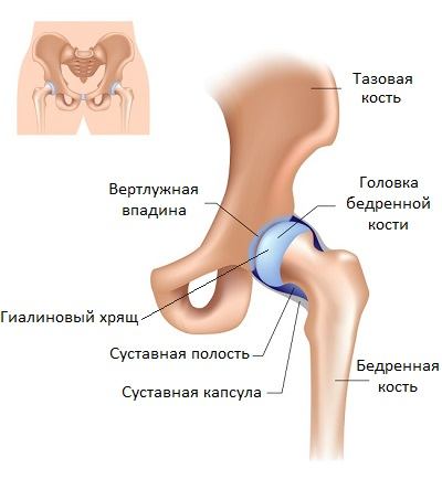 Șold articulație - anatomie umană