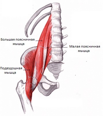 Șold articulație - anatomie umană