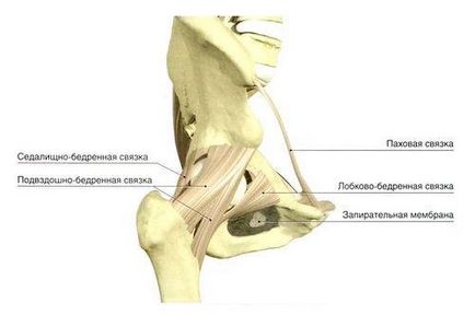 Șold articulație - anatomie umană