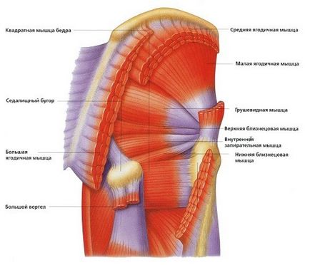 Șold articulație - anatomie umană