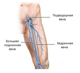 Șold articulație - anatomie umană