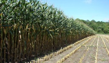 Технологія вирощування кукурудзи - поради по догляду від досвідчених фермерів