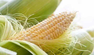 Технологія вирощування кукурудзи - поради по догляду від досвідчених фермерів