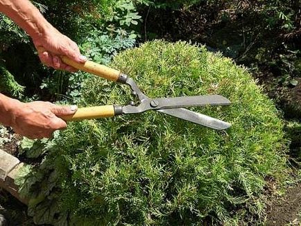 Tees descriere cabane, soiuri, fructe de padure, conifere, plantare în teren deschis, îngrijire (25 fotografii)