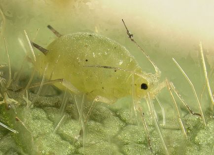 Aphids - cum să se ocupe de acest dăunător al bolii, etc.