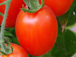 Tomato 