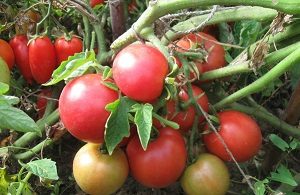 Tomato - o descriere de culoare roșie a unui tomat cu o fotografie