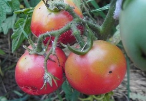 Tomato - o descriere de culoare roșie a unui tomat cu o fotografie