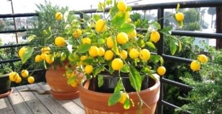 Trópusi a képernyőn, hogyan növekszik a citrom otthon