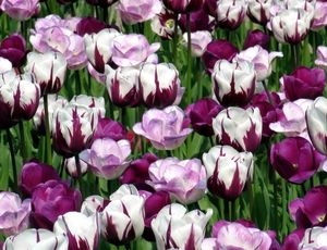 Tulipán - ültetés és gondozás a nyílt terepen