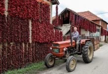 Oamenii de știință au aflat ce fel de câini de muzică le place