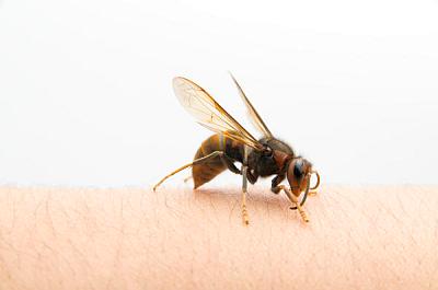 Hornet harapás, a tünetek, mit kell csinálni otthon, a kezelés