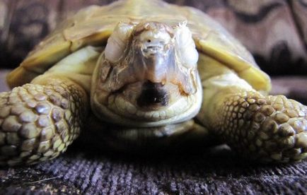 Broasca țestoasă a umflat ochii cauzei și cum să o trateze