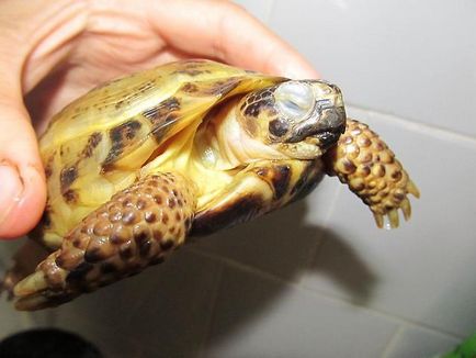 Broasca țestoasă a umflat ochii cauzei și cum să o trateze