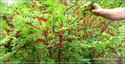 Îngrijirea și cultivarea cireșelor de pâslă, un loc despre o grădină, o reședință de vară și plante de apartament