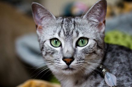 Догляд за кішкою породи єгипетська мау