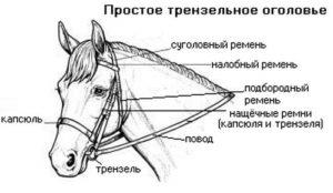 Cătușă pentru o specie de cai, componente, structură