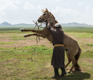 Cătușă pentru o specie de cai, componente, structură