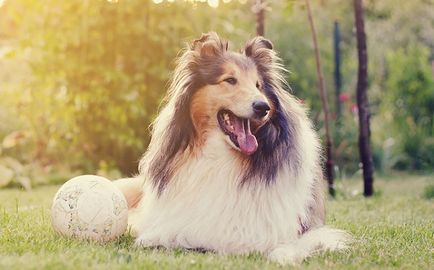 Semnul zodiacal vă va spune ce fel de câine vă place cel mai mult