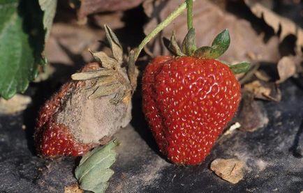Verin kert - tapasztalt agronómus ajánlásokat elleni intézkedések fonalféreg és szürke penész eper