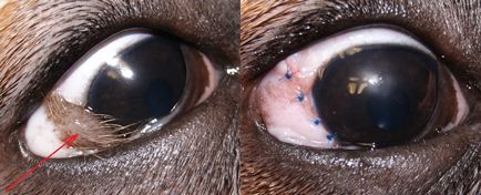 Lână de aur vetcină - ciroză dermoidă sau dermoidă corneală la câini și pisici