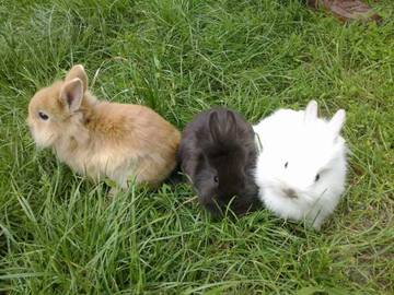 Alegeți o rasă de iepure