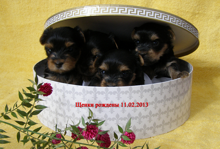 Kiválasztása egy kiskutya Yorkshire terrier, kutya kennel gracecode!