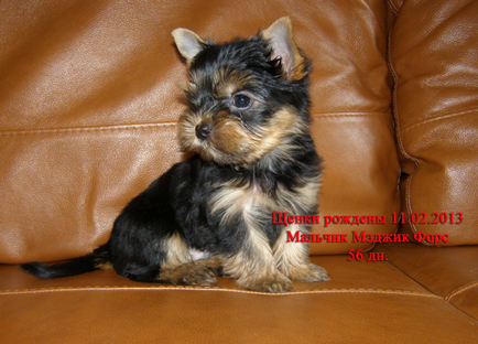 Alegerea unui catelus Yorkshire Terrier, canisa de câine gracecode!