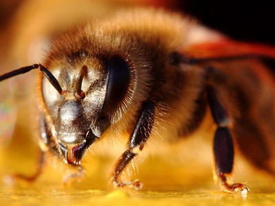 Види бджіл фото