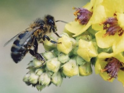 Féle méhek fotó