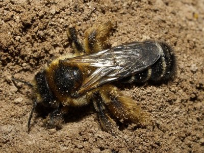Féle méhek fotó