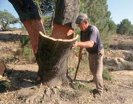 Sunt plafoane din plută în fața altor materiale?