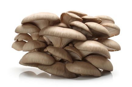 Вирощування грибів як бізнес в домашніх умовах