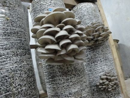 Вирощування грибів як бізнес в домашніх умовах