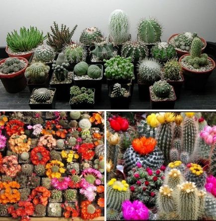 Növekvő kaktuszok otthon üzleti