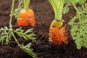 Вирощування моркви в посушливих районах (на прикладі Полтаваской області), журнал про апк