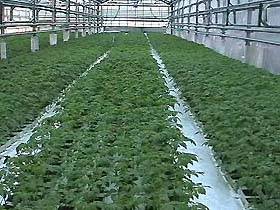 Cultivarea tomatei prin metoda tehnologiei hidroponice cu volum mic pe vata minerala